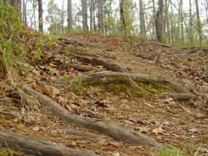 This is the woods...well, part of it