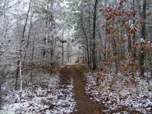 This is the Woods when it's snowing.