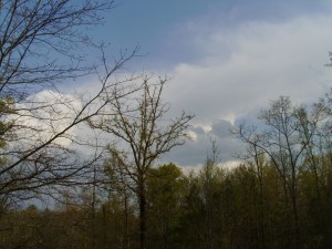 Woods and sky....