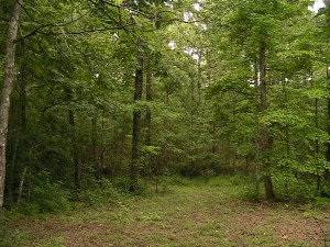 The Summer Woods