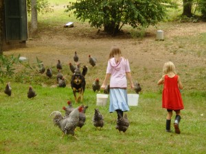The chickens following Mary for the feed.