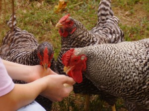 Ferdinand eating out of Mary's hand.  