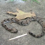 Young Rattlesnake