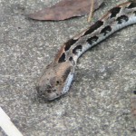 Young Rattlesnake