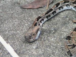 Young Rattlesnake