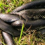 King snake eating Cottonmouth